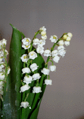 Muguet éclatant sous un ciel printanier